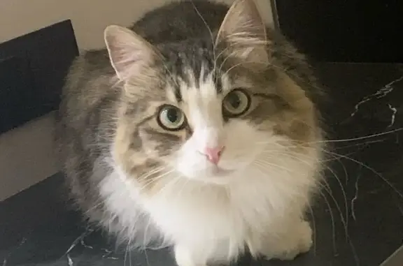 Пропала кошка, 4 улица, Самара