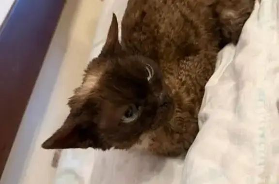 Найдена кошка, Краснодар, фото: Найдена кошка, ул. 30-й Иркутской, Краснодар