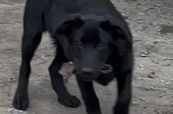 Собаки потеряшки, Архангельск, фото: Потеряшка собака, ул. Павла Усова, 10Б