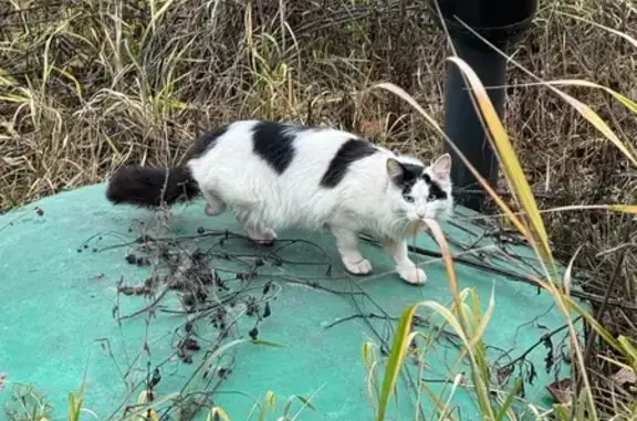 Найдена кошка, Чебоксары, фото: Кошка найдена: Солн. б-р, 4 к1, Чебоксары