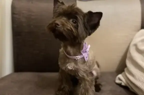 Собаки потеряшки, Санкт-Петербург, фото: Потеряшка собака, ул. Казакова, 84 к1