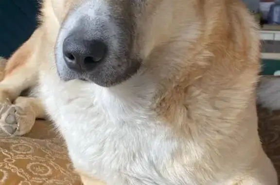 Пропала собака, Чита, Забайкалье