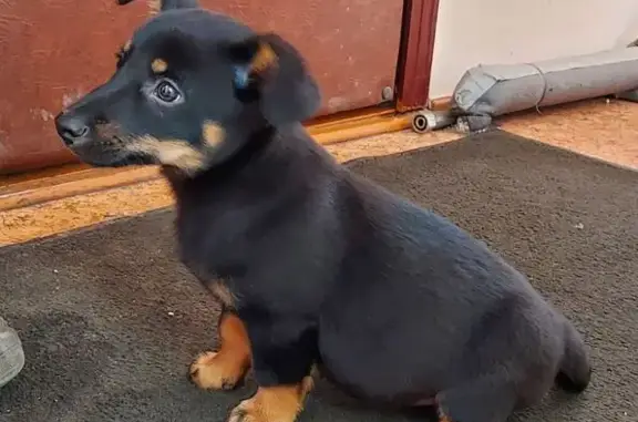 Найдена собака, Омск, фото: Щенок найден: 5-я Кордная, Омск