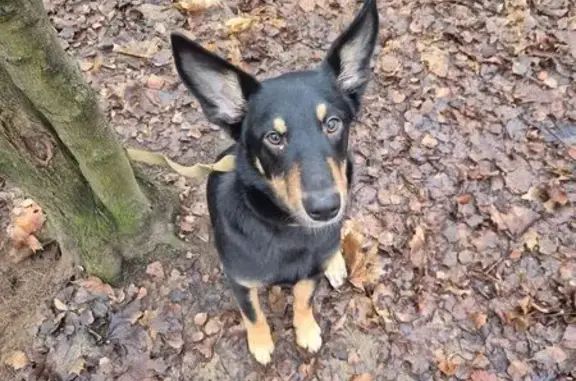 Найдена собака, Москва, фото: Найдена собака у Верного, Салтыковская 10