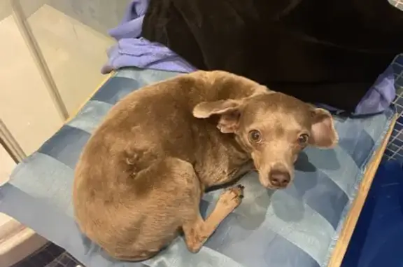 Пропала собака, ул. Дм. Ульянова, 36 с1