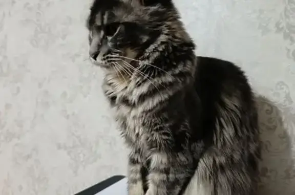 Пропала серая кошка, ул. Шило, 186 к2