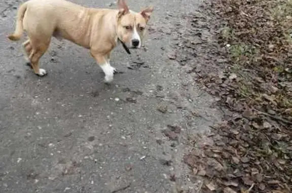 Найдена собака, Тамбов, фото: Собака найдена: пр. Достоевского, 72