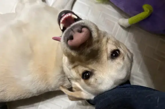 Найдена собака, Йошкар-Ола (Марий Эл), фото: Найдена собака в Звенигово, Марий Эл