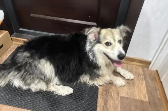 Пропала собака, Спасская ул, 1/36, Оскол