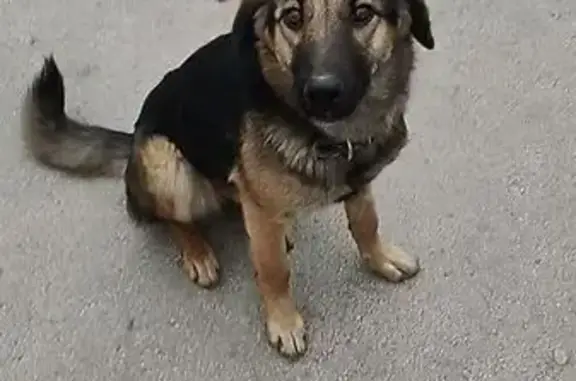 Найдена собака, Саратов, фото: Найдена собака, ул. Чернышевского, Саратов