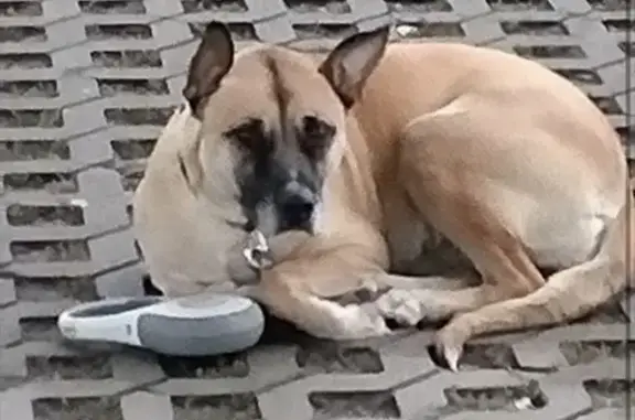 Найдена собака, Санкт-Петербург, фото: Собака найдена у м. Зенит, СПб