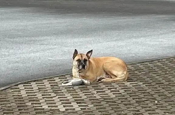 Найдена собака, Санкт-Петербург, фото: Светлая собака найдена у ЗСД, СПб