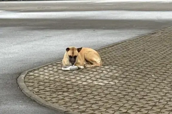 Найдена собака, Санкт-Петербург, фото: Собака найдена: Футбольная аллея, 1 с1