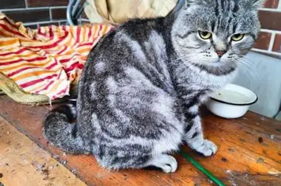 Найдена кошка, Ростов-на-Дону, фото: Кошка найдена, 2-й Раскатный, Ростов-на-Дону