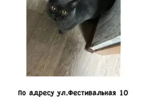 Найдена кошка, Юрга, фото: Кошка найдена: Фестивальная 9, Юрга