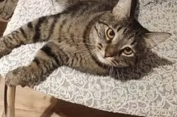 Пропала кошка, 9, Химки