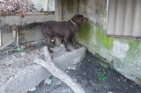 Найдена собака, Пятигорск, фото: Собака найдена: Новая ул, 5, Пятигорск