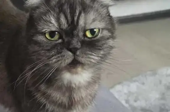 Пропала кошка, ул. Космонавтов, 14