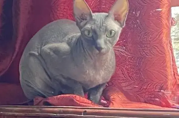 Пропала кошка на Краснореченской, 159А