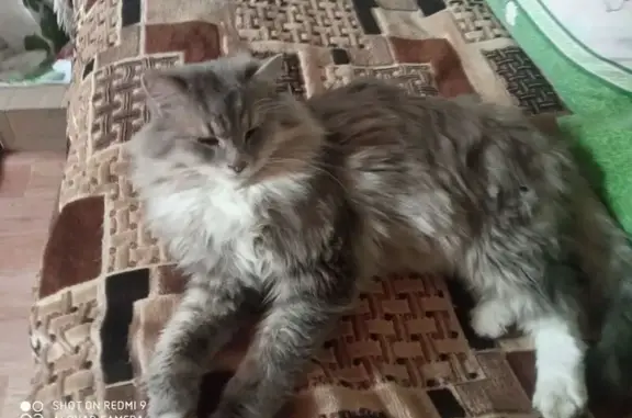 Пропала кошка, Строительный пер., Поворино