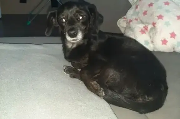 Найдена собака, Сызрань, фото: Собака найдена, Индустриальная ул., Сызрань