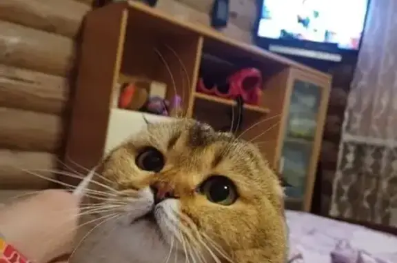 Пропал кот, Прямая ул. 36, Тамбов