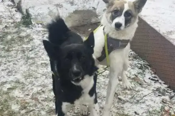 Собаки потеряшки, Петрозаводск, фото: Потеряшка собака, Кленовая 13, Петрозаводск