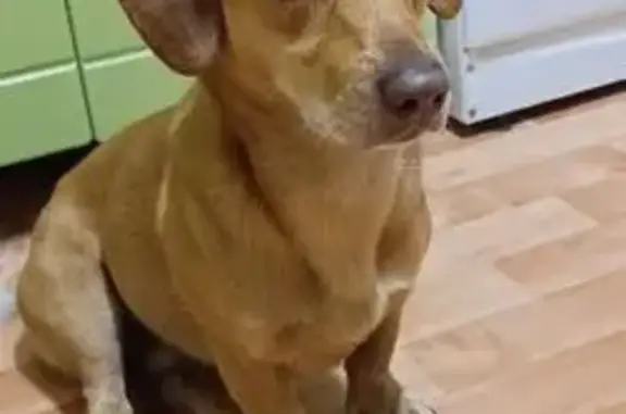 Найдена собака, Новый Синец, фото: Собака найдена в Новом Синце, Орловская обл.