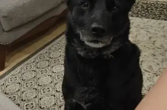 Пропала собака в Горячем Ключе, Краснодарский край
