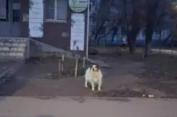 Найдена собака, Волгоград, фото: Собака на остановке, Рабоче-Крестьянская 55