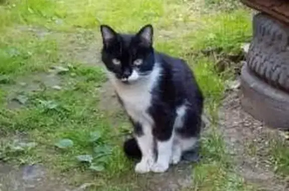 Пропала кошка, 2-й микрорайон, 5, Бор