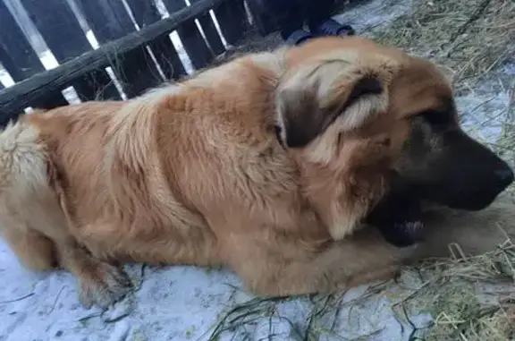 Найдена собака, Сивяково, фото: Найден пёс в с. Сивяково, Забайкалье