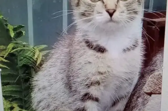 Пропала кошка, 2-й микрорайон, 11, Бор