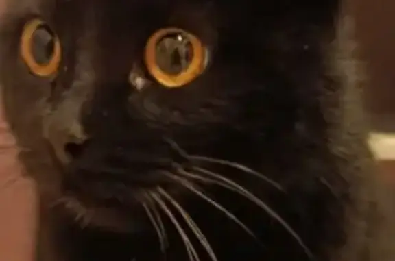 Найденные животные Вологда, фото: Найдена черная кошка, Южакова 35, Вологда