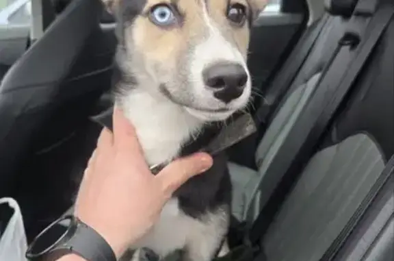 Найдена собака, Боровск, фото: Щенок в Боровске ищет дом, Калужская область