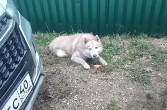 Найдена собака, Калуга, фото: Найдена хаски, Калуга, Калужская обл.