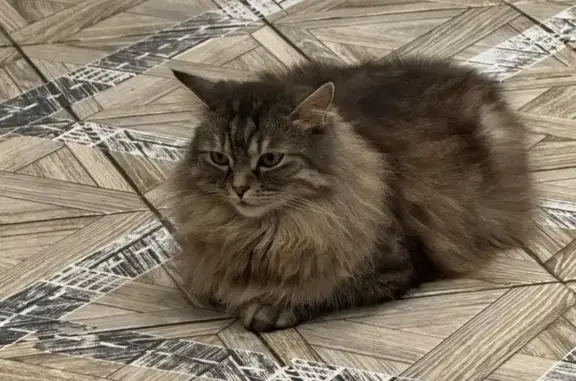 Пропала кошка, ул. Свердлова 75, Крымск