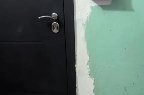 Найдена кошка, Оренбург, фото: Кошка с ошейником, Ноябрьская 54, Оренбург