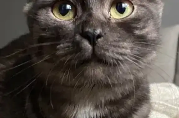 Найдена кошка, Тула, фото: Кошка найдена: ул. Бондаренко, 19, Тула