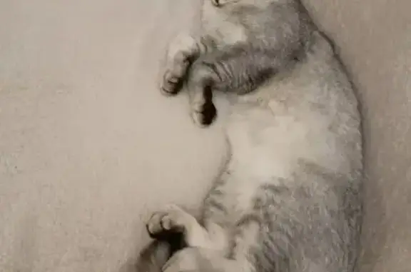 Пропала кошка на ул. Сайфи Кудаша, Чишмы