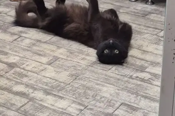 Пропал кот, Зелёная ул., Краснодарский край