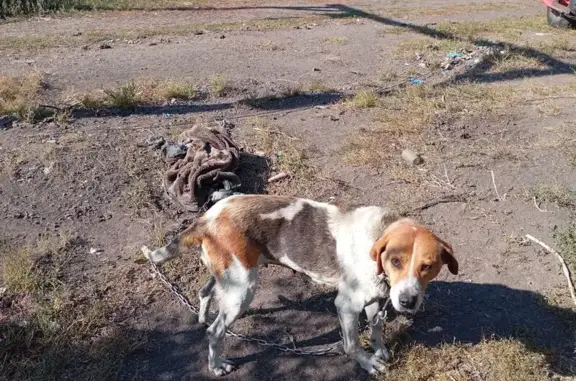 Пропала собака, Рязанское СП, Саратовская обл.
