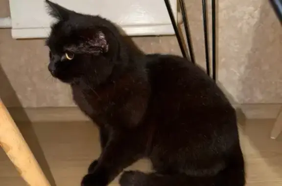 Найдена кошка, Домодедово, фото: Чёрная кошка найдена на Корнеева, 36