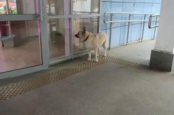 Найдена собака, Санкт-Петербург, фото: Собака найдена: Тракторостроителей, 36 к1