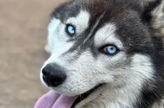 Пропала хаски в СНТ Восход, Бурятия