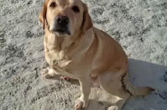 Найденные животные Новокузнецк, фото: Лабрадор найден: Октябрьский пр., 7, Нкз.