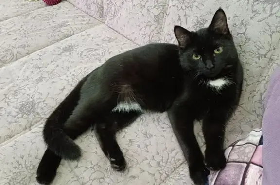 Найдена кошка, Чита, фото: Котик найден на ул. Красной Звезды, Чита