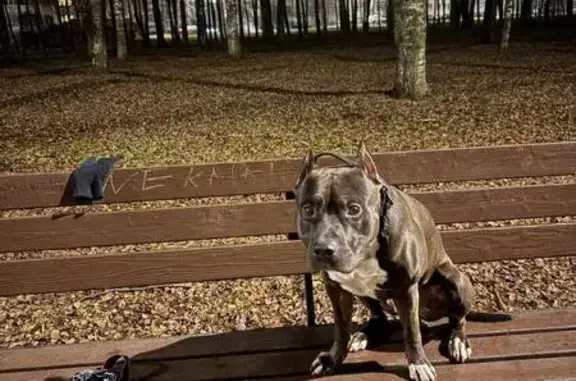 Пропала собака на Никитской, Кострома