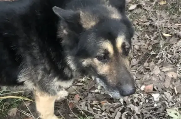 Найдена собака, Энгельс, фото: Собака найдена: Московская ул, 129, Энгельс