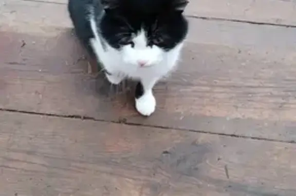 Найдена кошка, Курсаково, фото: Кошка найдена: Бутырская ул., Курсаково